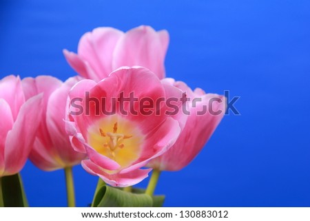 Bright blue background with a bouquet of pink tulips/Fresh pink tulips