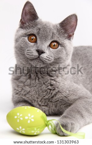 Beautiful domestic gray or blue British short hair cat with yellow eyes/Cat playing with colored Easter eggs