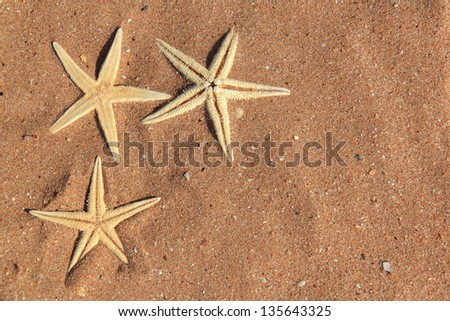Starfish on a background of brown sand on a summer theme
