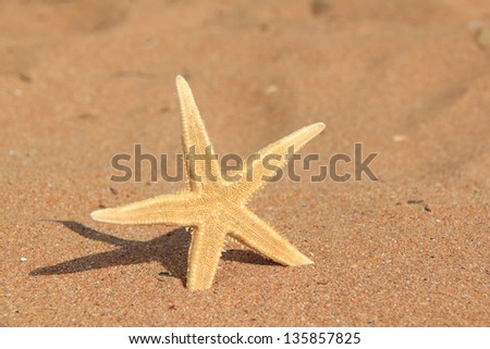 Starfish on a background of brown sand on a summer theme