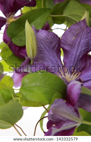 Violet clematis flowers/Floral border from clematis flower on white background