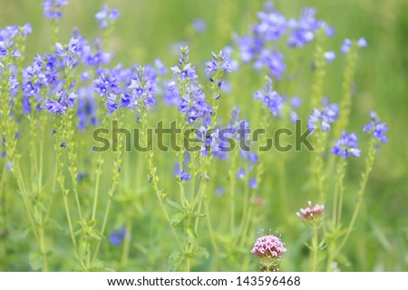 Ukrainian field with blue wildflowers