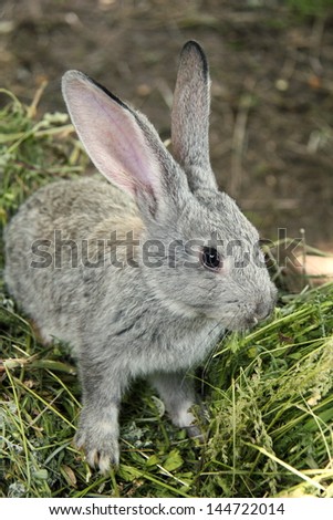 Rabbit sitting in the grass outdoors/Grey rabbit