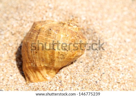 Marine background and a large sea shell/Sea shell lying on the brown sand