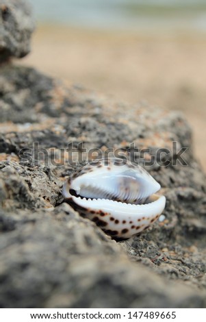 Sea shells and seastar/Sea Treasures on the beach