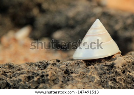Shells on the beach/Marine decoration for design