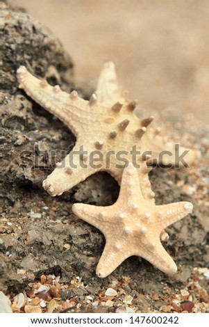Sea shells and seastar/Sea Treasures on the beach