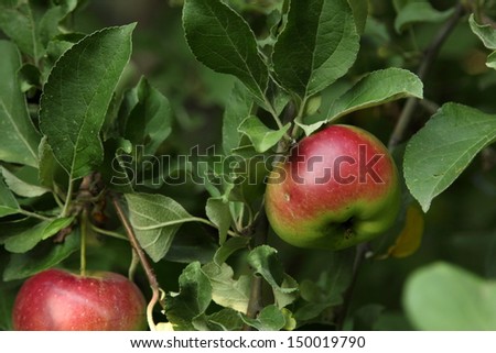 Red apples on apple tree branch/Apple trees in an orchard, with red apples ready for harvest