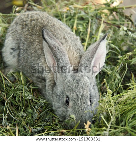 Rabbit sitting in the grass outdoors/Grey rabbit sitting in the grass as a symbol of Easter