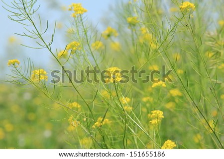 Wild flowers in the meadow/Meadow covered with wild flowers and grass