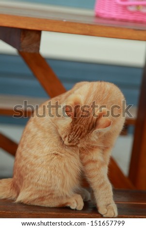 Beautiful ginger cat/Ginger cat sitting under a table outdoors in the summer
