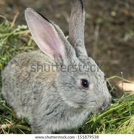 Rabbit sitting in the grass outdoors/Grey rabbit sitting in the grass as a symbol of Easter