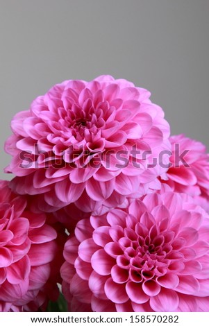 Beautiful autumn pink flowers on gray background/Natural pink dahlias