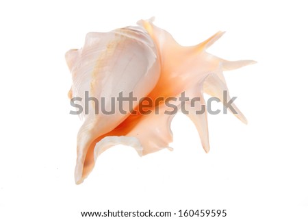 Large beautiful sea shell front and back isolated on white background
