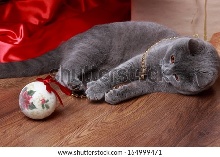 Fluffy gray cat playing with the Christmas tree decorations on holiday theme/Image of british cat with yellow eyes