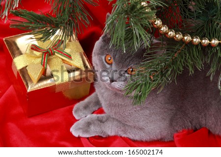 Gorgeous british cat on Christmas/Charming gray cat with presents on holiday theme