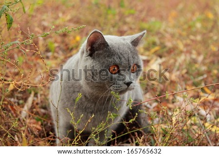Image of british shorthair cat outdoor walking in harness, autumn time