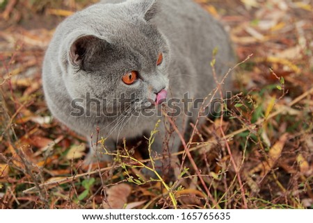 british shorthair cat outdoor walking in harness, autumn time