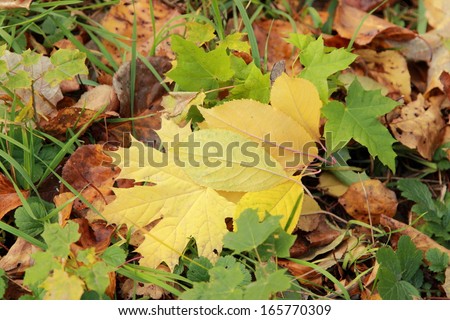 Colorful and bright background made of fallen autumn leaves/Image of golden leaves background