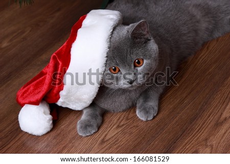 Christmas British gray cat with red and white santa hat on Holiday theme