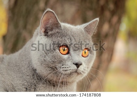 portrait of british cat at autumn park/Image of cute british shothair cat outdoor in harness
