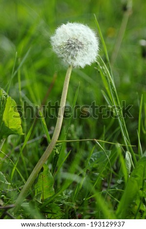 Dandelion/Abstract natural background for your design