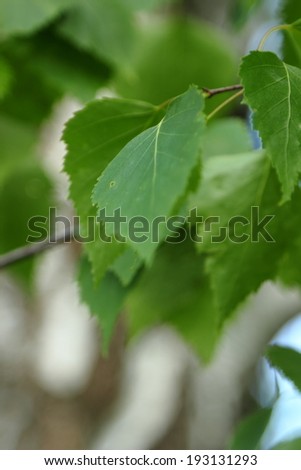 birch trees background