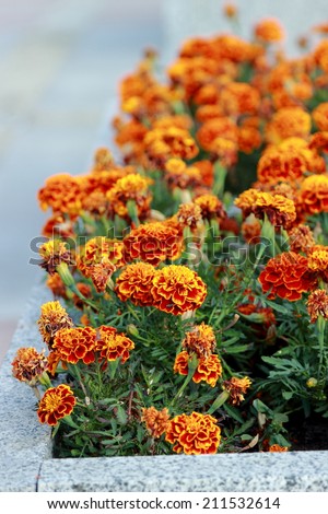 Beautiful Marigolds (tagetes)  in  the summer flowerbed, Moscow, Russia
