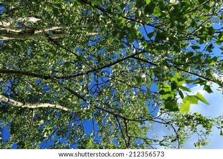 bloom spring birch trees background