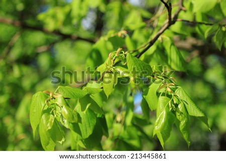 spring sunny linden leaves background
