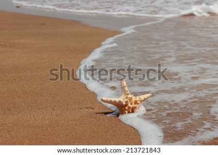 sea star on the sea beach on Crimea