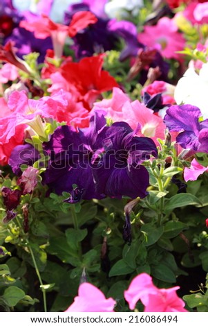colorful petunia flowers in the flower bed in the summer garden landscaping in city park, Moscow, Russia