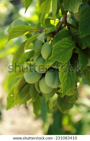 Branch with unripe plums, future harvest
