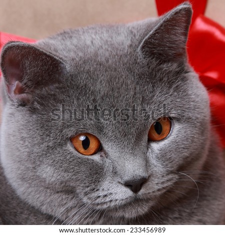 british shorthair cat over gift box on Holiday theme/Fluffy gray british cat with Christmas gifts on Holiday theme