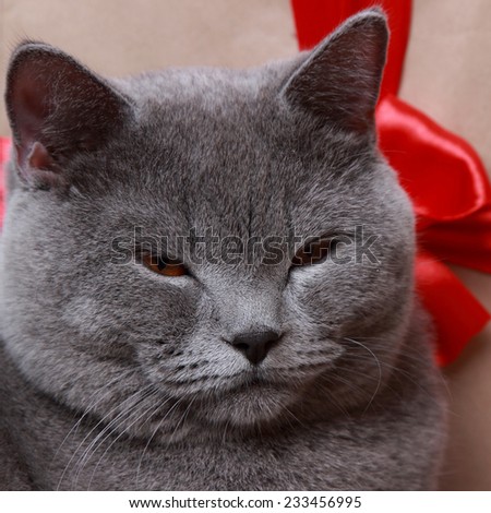 british shorthair cat over gift box on Holiday theme/Fluffy gray british cat with Christmas gifts on Holiday theme