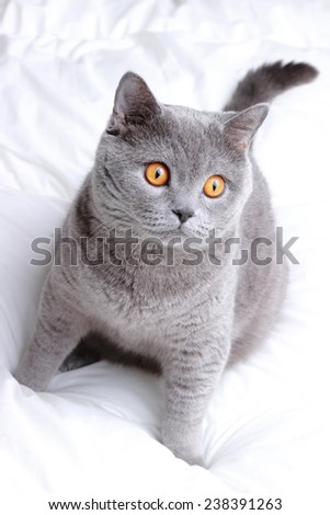 So charming cat on a white bed sheets