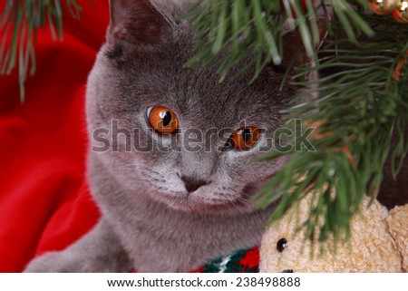 Cute portrait of gray british cat and toy teddy bear on Christmas on holiday theme/Curious cat on Christmas