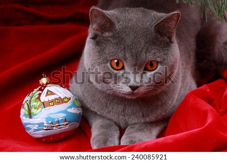 Portrait of funny cat with presents and Christmas decoration under  christmas tree on Holiday theme