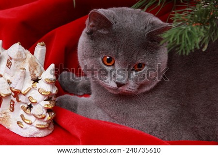 Nice gray British one year old cat on Merry Christmas and Happy New Year/Cute British cat on Holiday theme