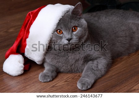 Christmas British gray cat with red and white santa hat on Holiday theme