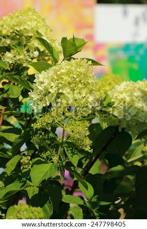 Parks Colourful Flowerbeds flower green circle summer colour garden design formal public nature holiday winding blossom pathway weather walkway sunlight ornament outdoors vacation beautiful.