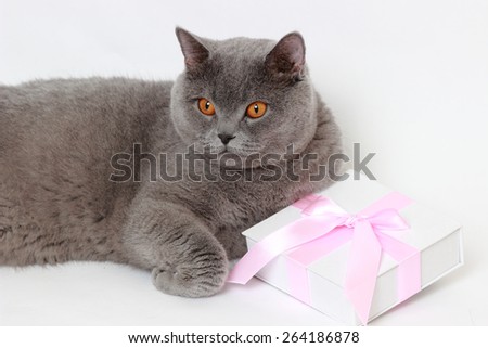 Charming short hair gray British cat holding present gift box with pink bow