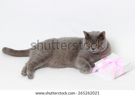 Charming short hair gray British cat holding present gift box