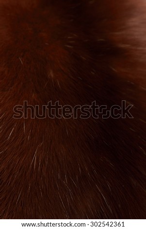 Fashion texture background of furry polar fox/Fur fashion of polar fox luxury background