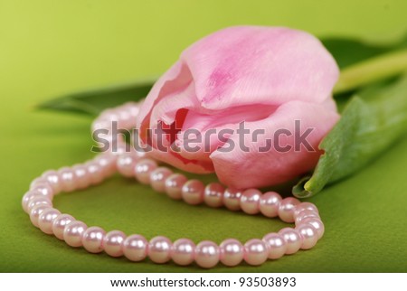light pink tulip as a card on concept theme of  holiday and season/pink tulip