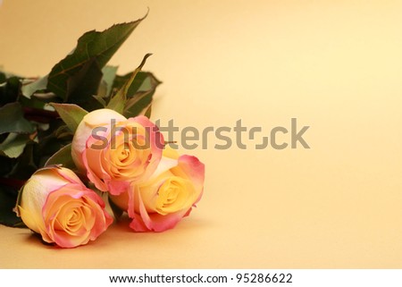 roses of lovely color with empty place for your special text/floral theme