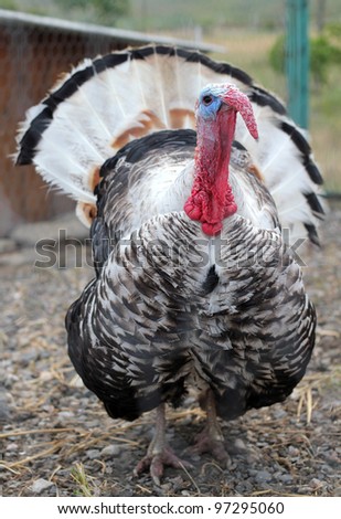 Beautiful large turkey cock stays at farm/Turkey-cock
