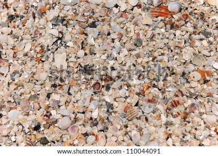 Large bed of seashells on beach during sunny day
