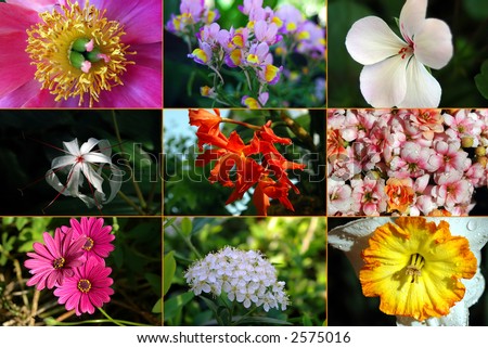 Flower montage of diversity in the natural world.