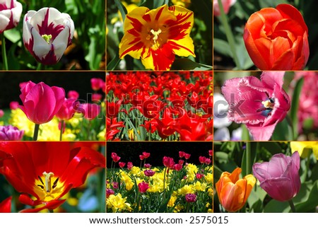 Tulips montage of diversity in the natural world.